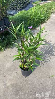 高度40厘米翠芦莉