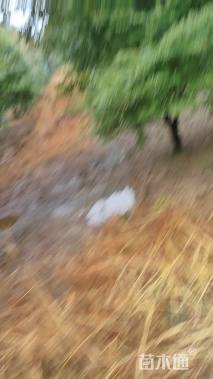 高度300厘米三季红红枫