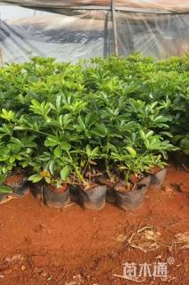 高度25厘米鸭脚木