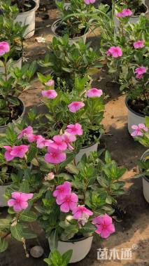 高度20厘米长春花