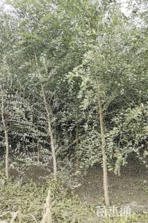 3公分榆树