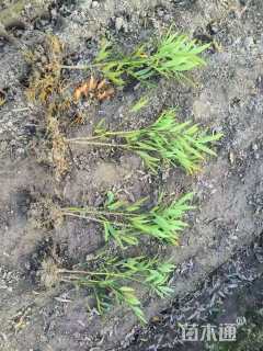 高度60厘米十大功劳