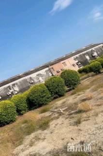 冠幅150厘米黄金榕球