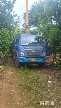 高度110厘米马褂木小苗