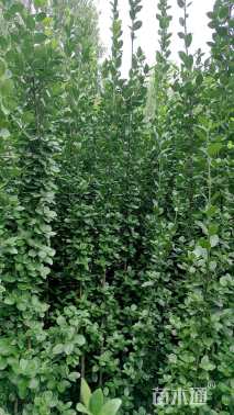 高度250厘米北海道黄杨