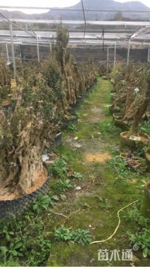 高度120厘米映山红