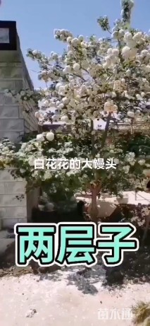 高度450厘米木绣球