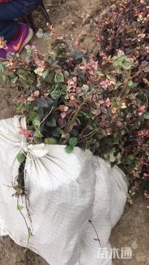 主蔓长25厘米花叶络石