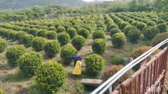 冠幅120厘米金森女贞球