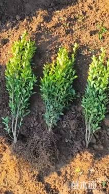 高度40厘米瓜子黄杨