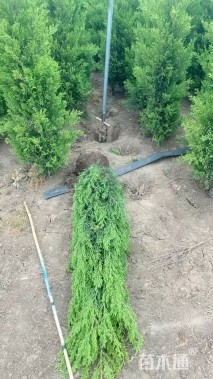 高度150厘米桧柏