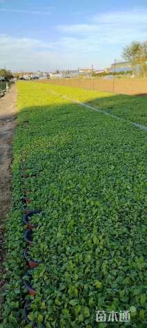 高度15厘米冰岛虞美人