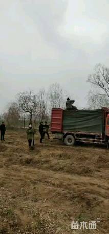 2公分金叶复叶槭