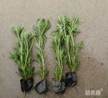 高度30厘米黄金菊