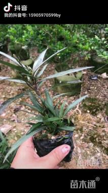 高度25厘米翠芦莉