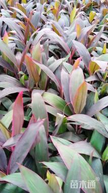 高度25厘米红叶朱蕉