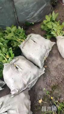 高度35厘米八角金盘