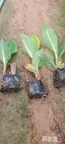 高度30厘米花叶美人蕉