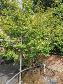 高度200厘米天鹅绒紫薇