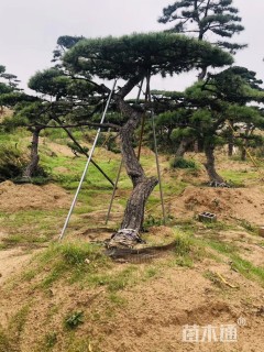 断根苗造型松