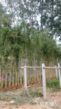地栽苗紫竹