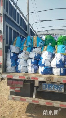 高度40厘米柳叶星河