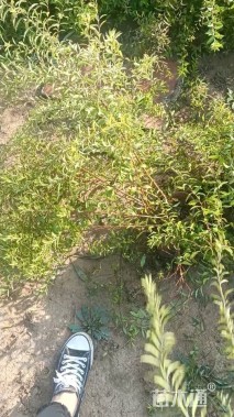 高度60厘米珍珠绣线菊