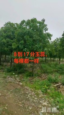 10公分红花玉蕊