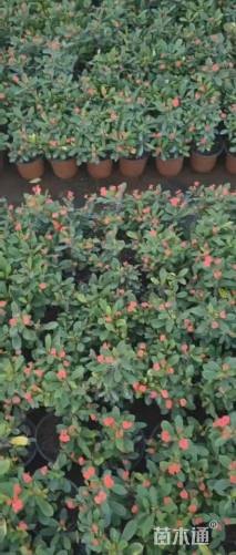 高度20厘米虎刺梅