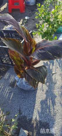 高度30厘米紫叶美人蕉