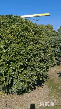 冠幅300厘米海桐球