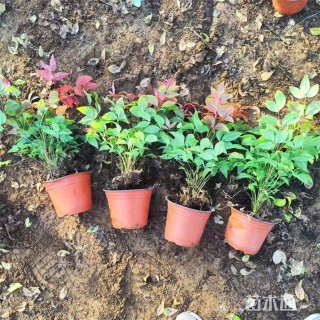 高度28厘米火焰南天竹