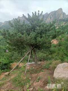 高度200厘米黑松