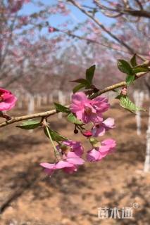 8公分优雅美雪樱