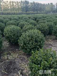 冠幅120厘米卫矛球