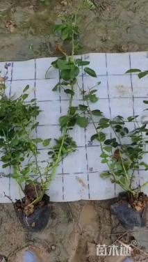 50厘米安吉拉月季