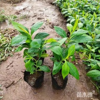 高度12厘米宿根福禄考