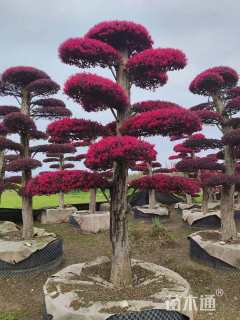 高度15厘米麦冬