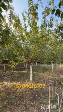 高度350厘米蜡梅