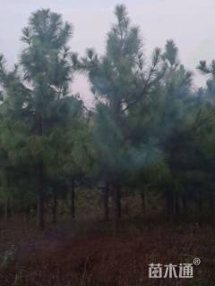 12公分湿地松