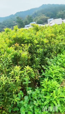 高度50厘米杨梅小苗