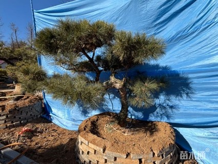 20公分造型赤松