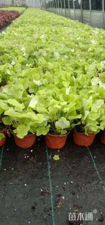 高度35厘米矾根