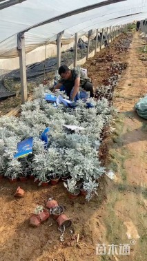 高度15厘米银叶菊