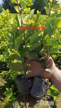 高度30厘米金森女贞小苗