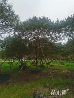 16公分红火箭紫薇