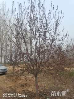 10公分垂丝海棠