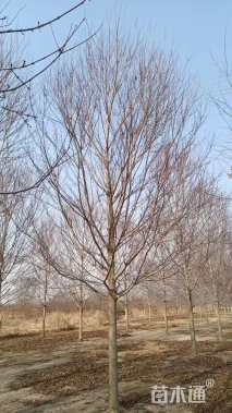 18公分美国红枫-秋火焰