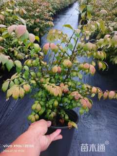 高度35厘米火焰卫矛