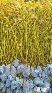 高度80厘米黄瑞木